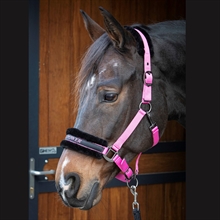 Harry's Horse grime Lyrics Quotes 